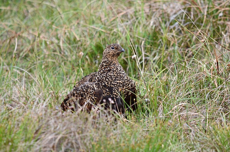 Red Grouse - Game birds
