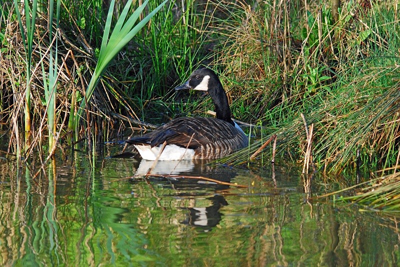 Canada Goose - Black geese