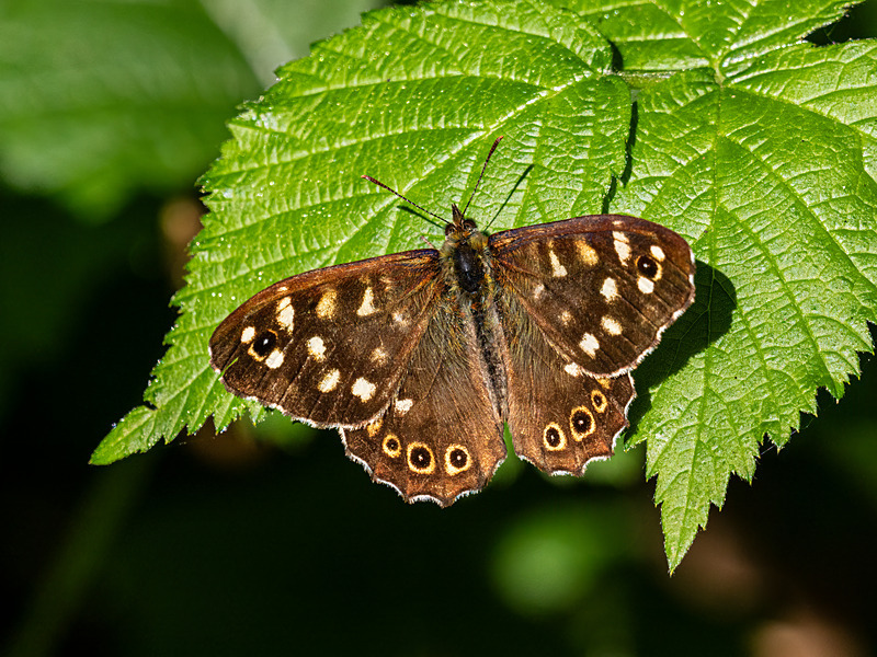 Speckled Wood - Latest photos
