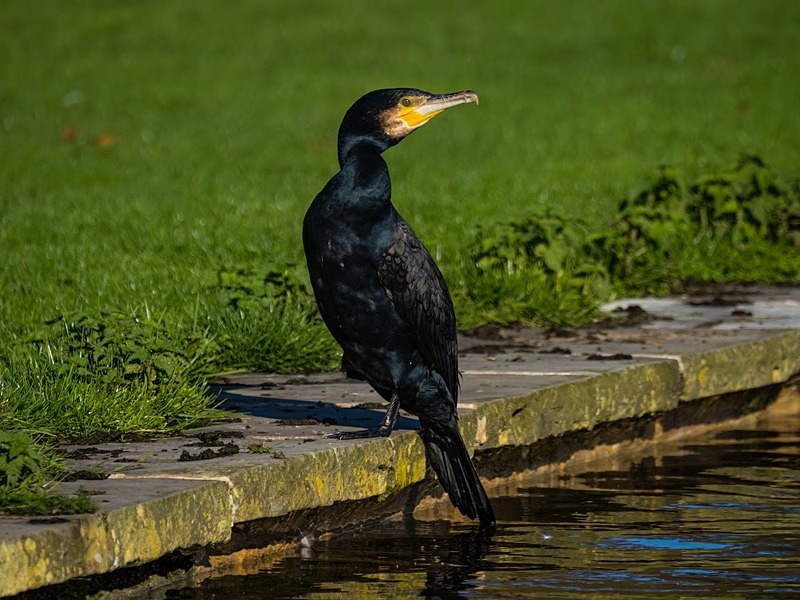 Cormorant - Cormorants and Shags