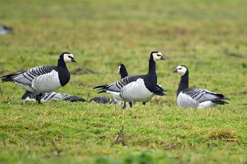 Barnacle Geese - Netherlands - December 2019