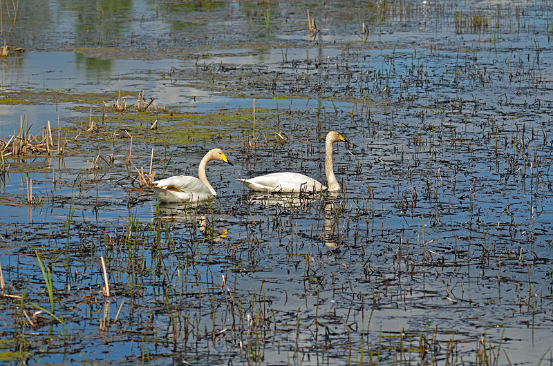 Whooper Swans - Estonia