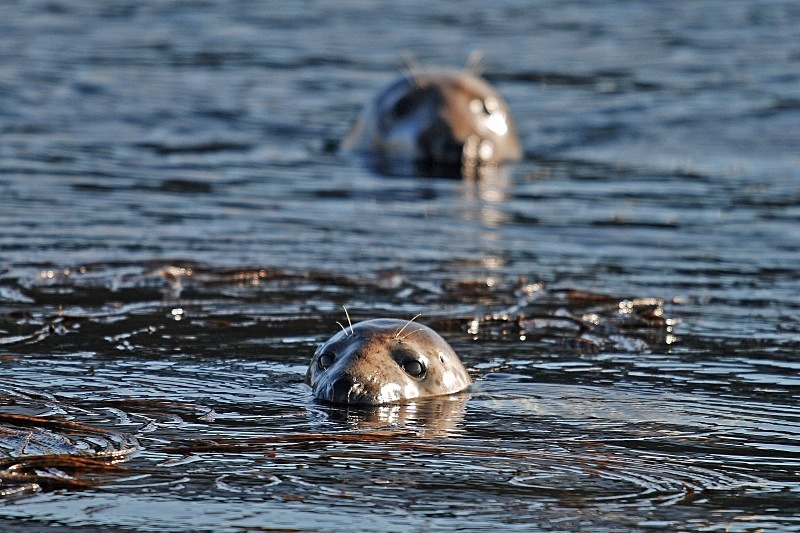 Atlantic Grey Seal - Atlantic Grey Seals