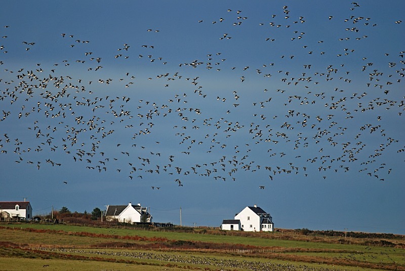 Barnacle Geese - Black geese