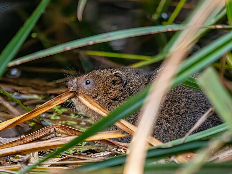 Water Vole - Latest photos