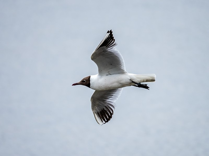 Black-headed Gull - Gulls