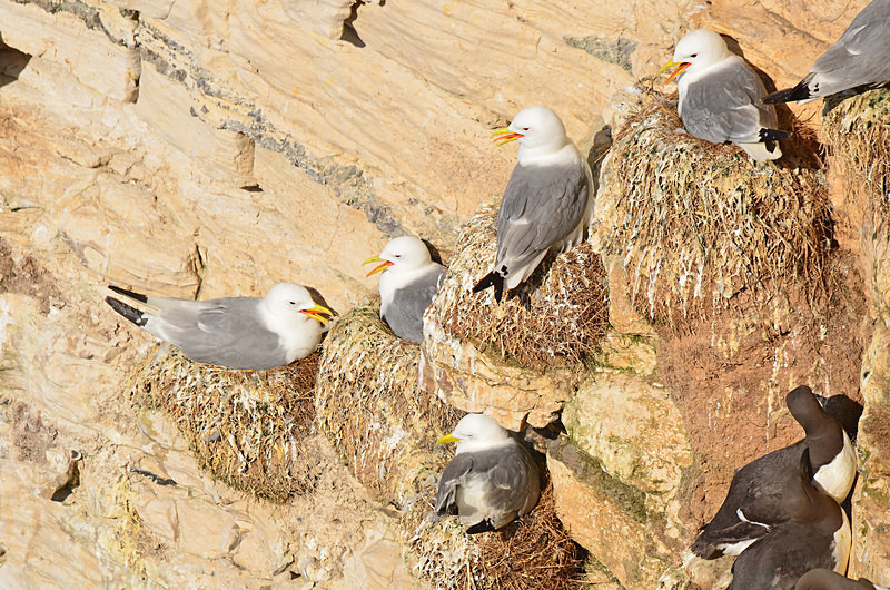 Kittiwakes - Gulls