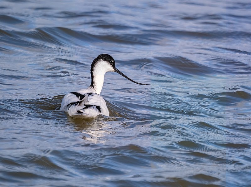Avocet - Avocets and stilts