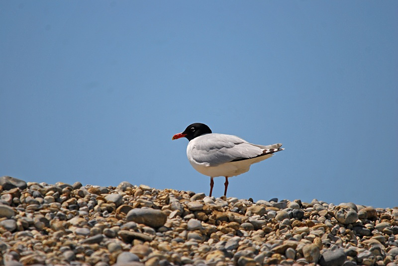 Mediterranean Gull - Gulls