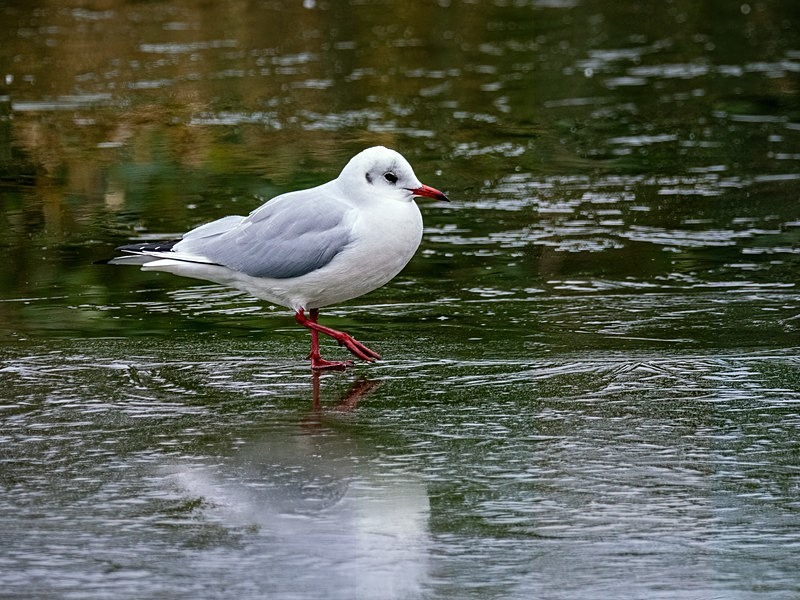 Black-headed Gull - Latest photos