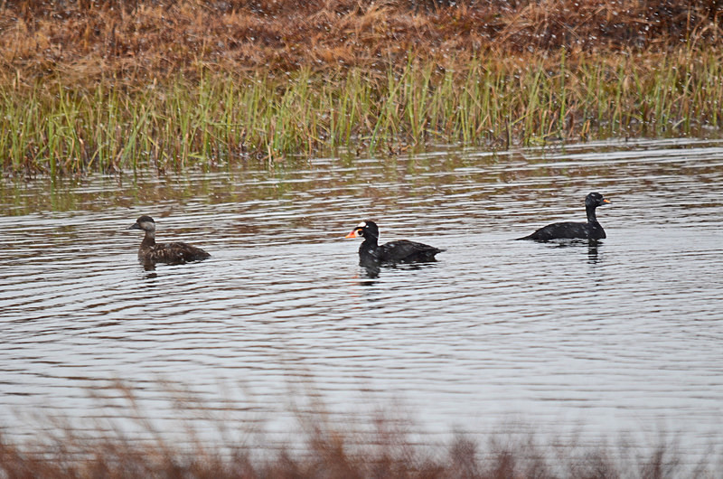 Common Scoters and Surf Scoter - North east Iceland