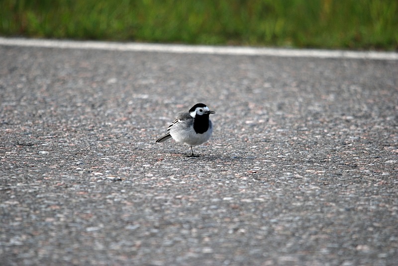White Wagtail - North Finland and north Norway - May and June 2009