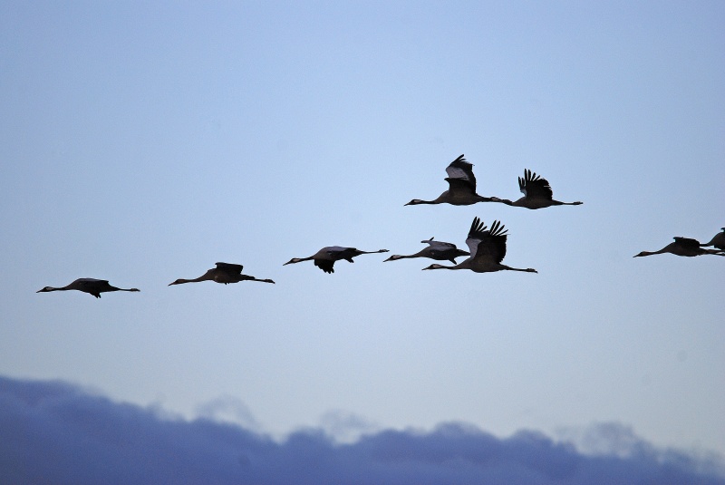 Common Cranes - Aragon