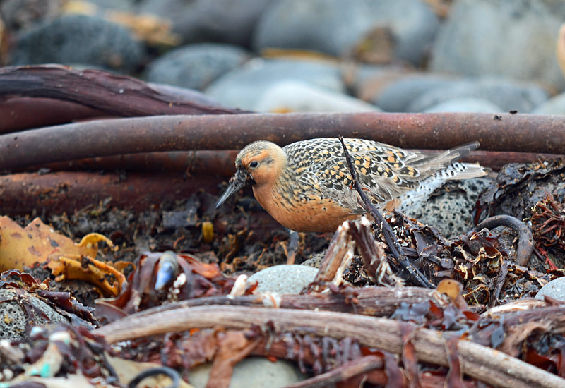 Knot - North east Iceland