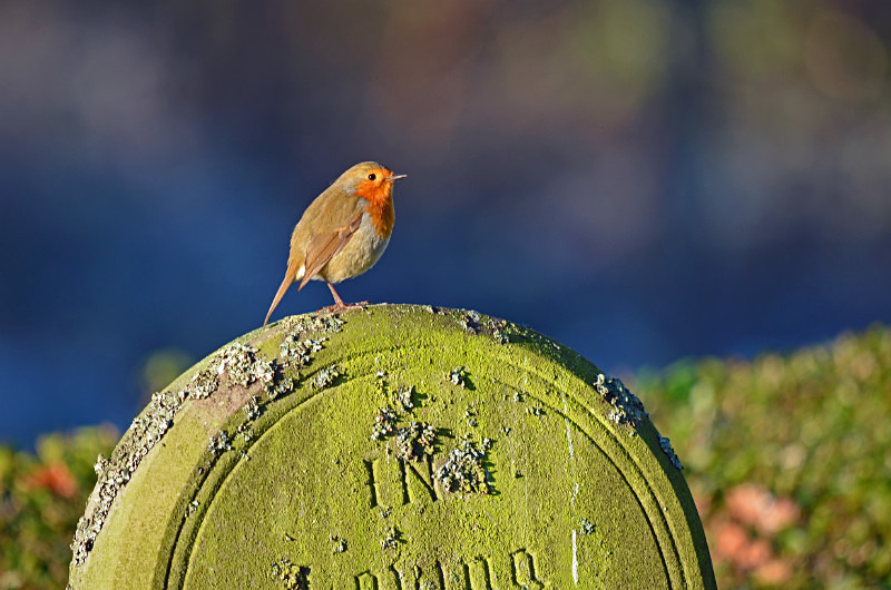 Robin - Robins