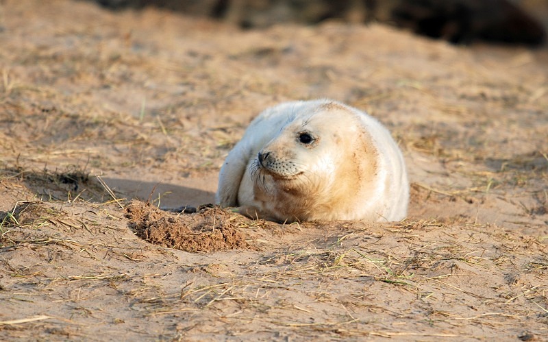 Atlantic Grey Seal - Atlantic Grey Seals