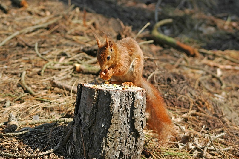 Red Squirrel - Red Squirrels