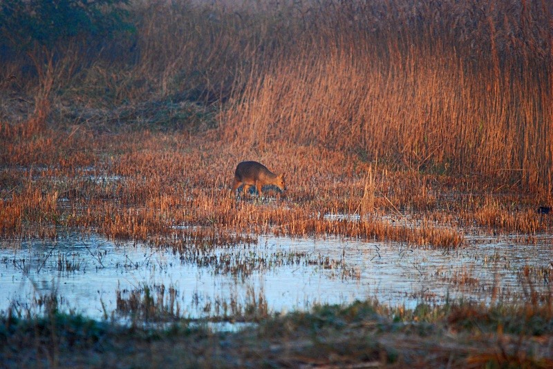 Chinese Water Deer - Other deer
