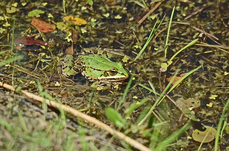 Marsh Frog - Slovakia