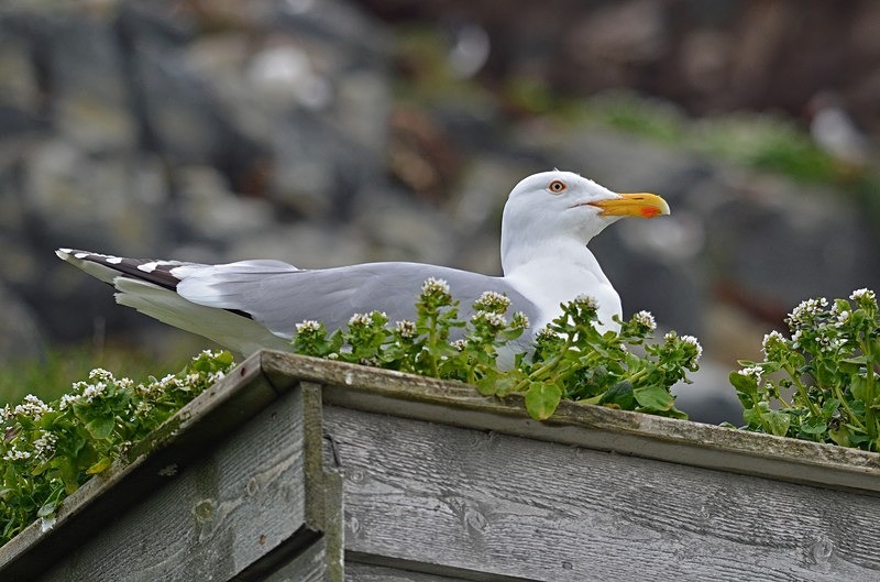 Herring Gull - North Norway