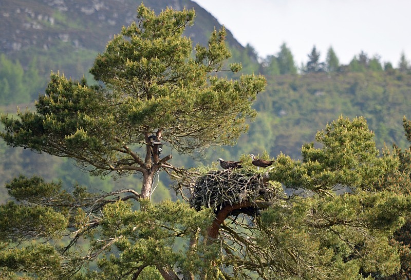 Ospreys - Birds of prey