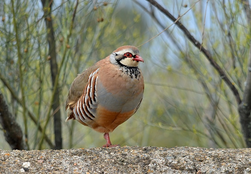 Red-legged Partridge - South and west Spain - April and May 2012