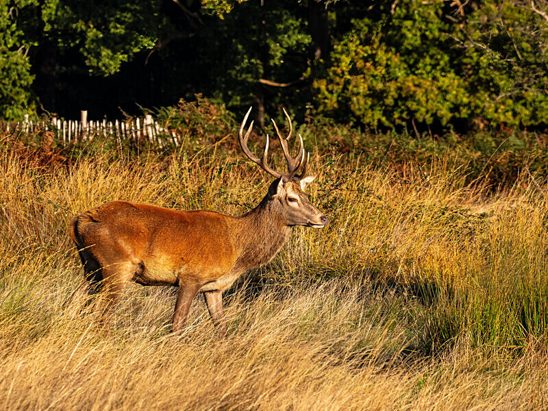 Red Deer - Latest photos