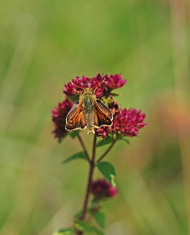 Silver-spotted Skipper - Butterflies