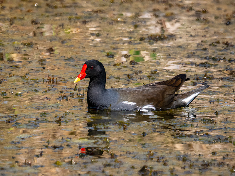 Moorhen - Latest photos