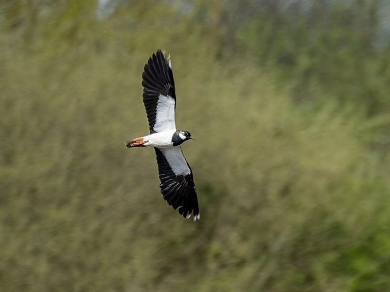 Lapwing - Plovers