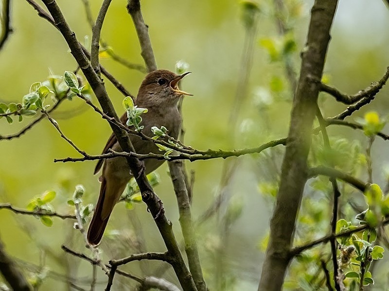April 2022 - Nightingale - Photos of the month