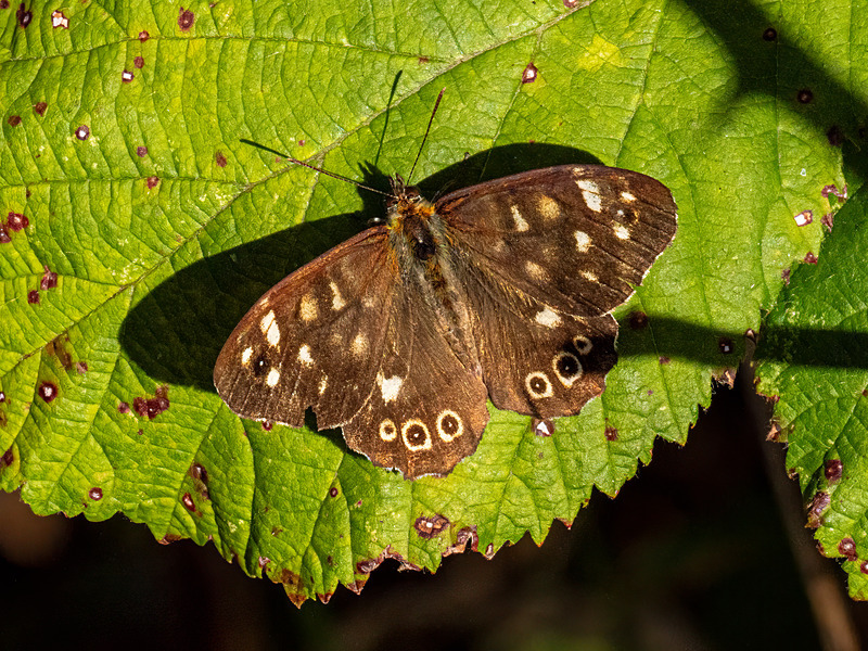 Speckled Wood - Latest photos