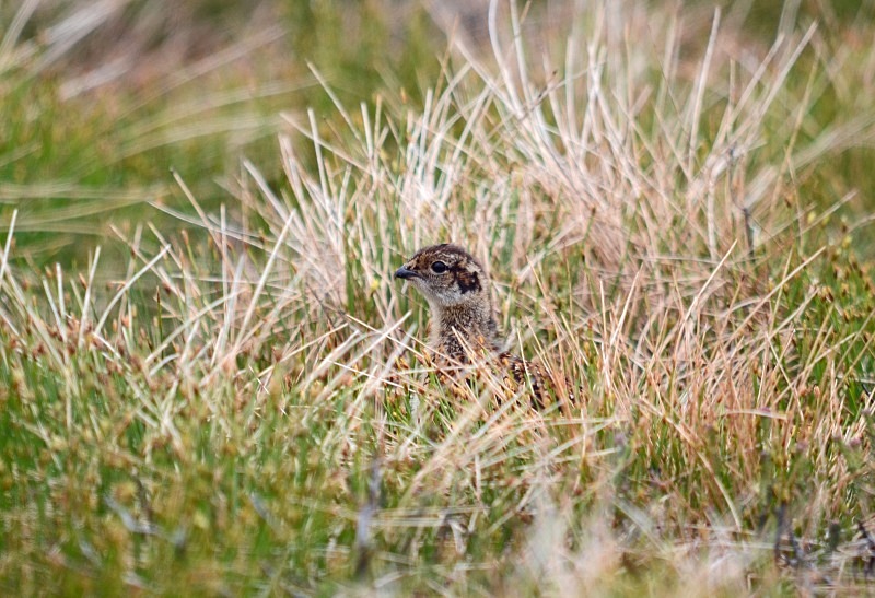 Red Grouse chick - Game birds
