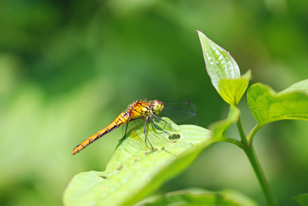 Common Darter - Dragonflies and damselflies