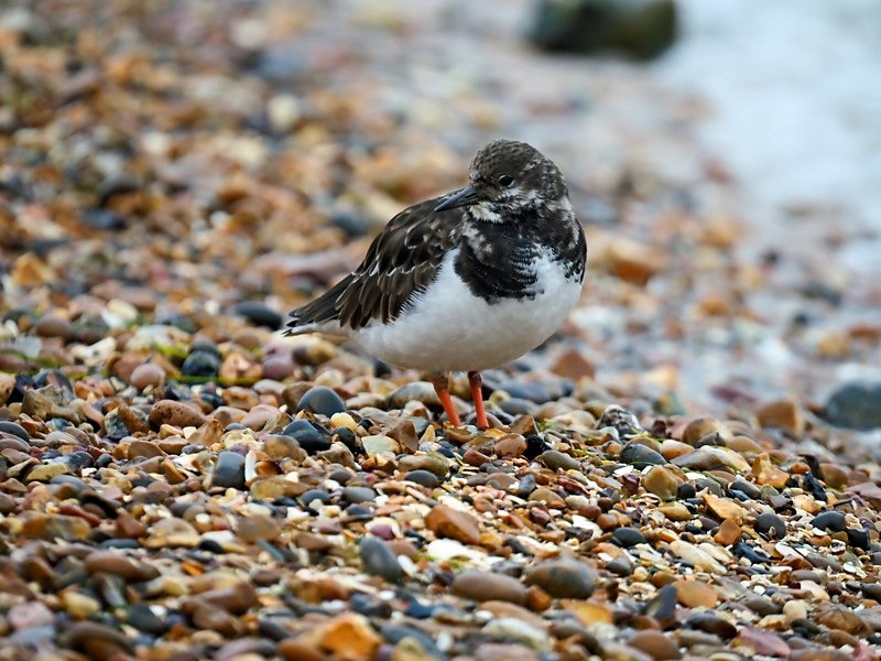 Turnstone - Sandpipers