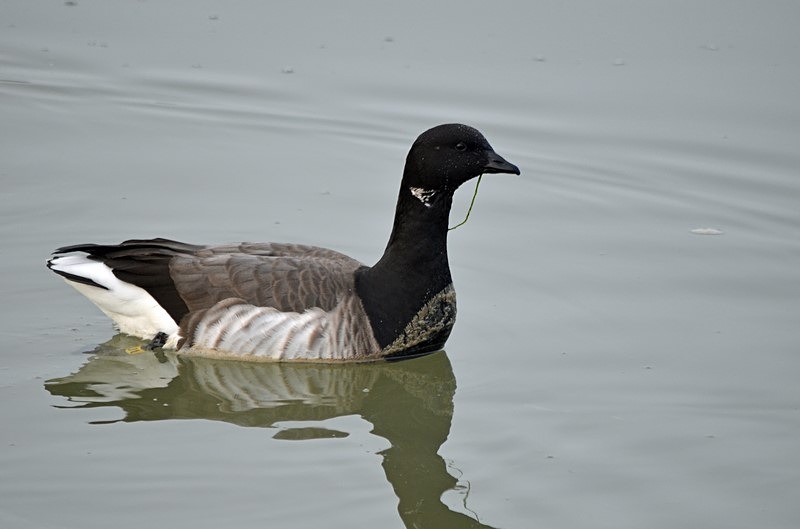 Pale-bellied Brent Goose - Ireland - January and February 2020