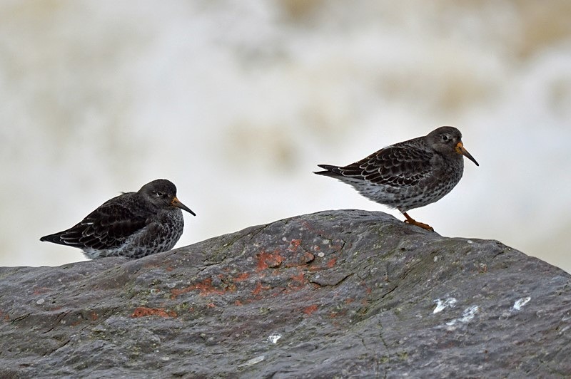 Purple Sandpipers - Sandpipers