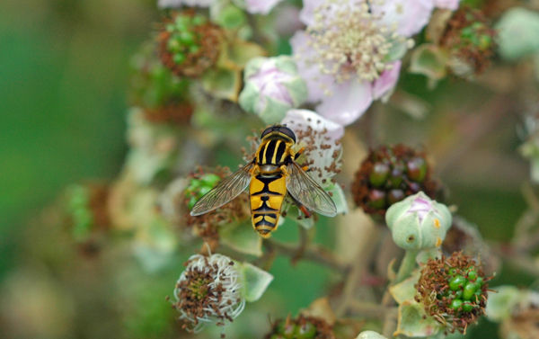 Brindled Hoverfly - Insects, beetles, spiders, etc.