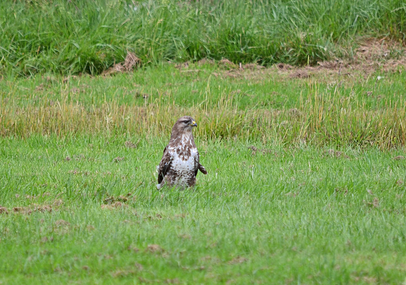 Common Buzzard - Birds of prey