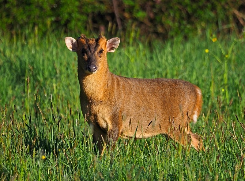 reeves-muntjac