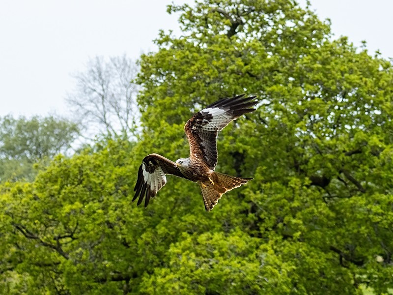 Red Kite - Birds of prey