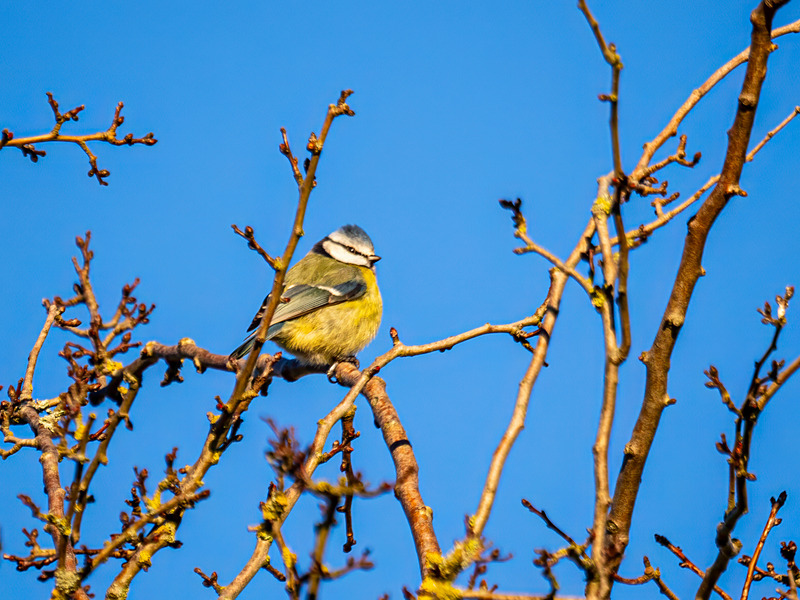 Blue Tit - Latest photos