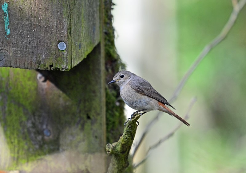 Common Redstart - Chats