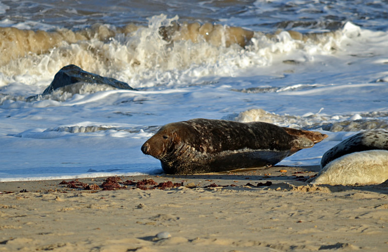 Atlantic Grey Seal - Atlantic Grey Seals