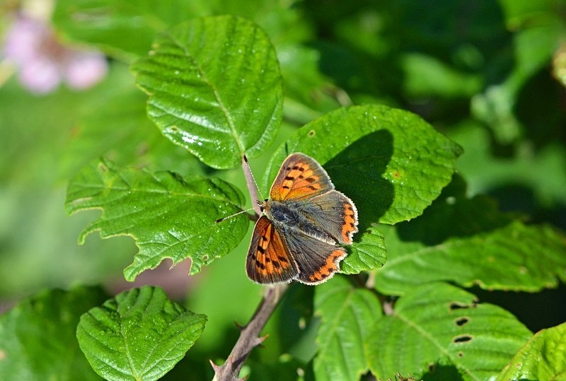 Small Copper - Butterflies