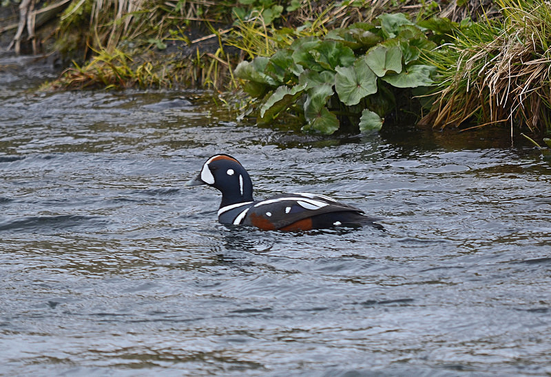 Harlequin Duck - North east Iceland