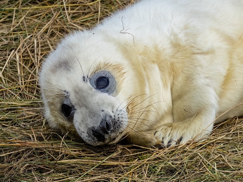 Atlantic Grey Seal - Atlantic Grey Seals