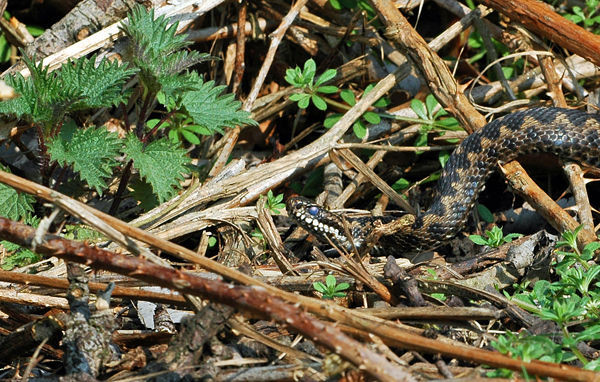 Adder - Snakes