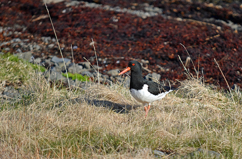 Oystercatcher - Westfjords