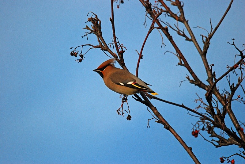 Waxwing - Waxwings